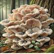 Грибы Майтаке (Maitake Mushrooms) из США