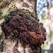 Гриби Чага (Chaga Mushrooms) з США