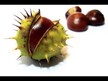 Відео огляд на NOW, Horse Chestnut 300 mg, Кінський каштан, 90 капсул