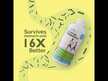 Відео огляд на SCD Probiotics, SCD Essential Probiotics, Пробіотики, 462 г