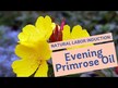 Відео огляд на Evening Primrose Oil, Олія примули вечірньої, 120 капсул