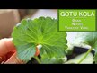 Відео огляд на Nature's Way, Gotu Kola Herb 475 mg, Готу Кола 475 мг, 180 к