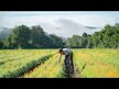 Відео огляд на Gaia Herbs, Plant Force Liquid Iron, Залізо, 250 мл