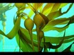 Відео огляд на Nature's Way, Kelp 600 mg, Келп 600 мг, 180 капсул