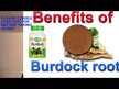 Відео огляд на Burdock Root 475 mg, Лопух 475 мг Корінь, 100 капсул