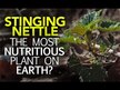 Відео огляд на Nature's Answer, Nettle Extract, Кропива 2000 мг Діойская, 3