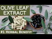 Відео огляд на Gaia Herbs, Olive Leaf, Екстракт листя оливи, 120 капсул