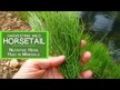 Відео огляд на Horsetail Grass 440 mg, Хвощ польовий 440 мг, 100 капсул