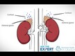 Відео огляд на Adrenal Support, Підтримка надниркових залоз, 90 капсул