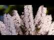 Відео огляд на Black Cohosh Root, Чорний кохош 540 мг Корінь, 180 капсул