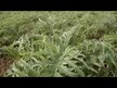 Відео огляд на Gaia Herbs, Men Male Libido, Підтримка Лібідо, 120 капсул