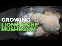 Грибы Львиная грива, Lion's Mane, 120 капсул